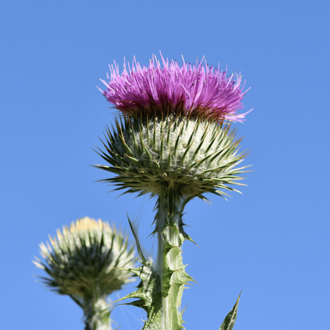 Milk Thistle: The Herb Your Liver Will Thank You For